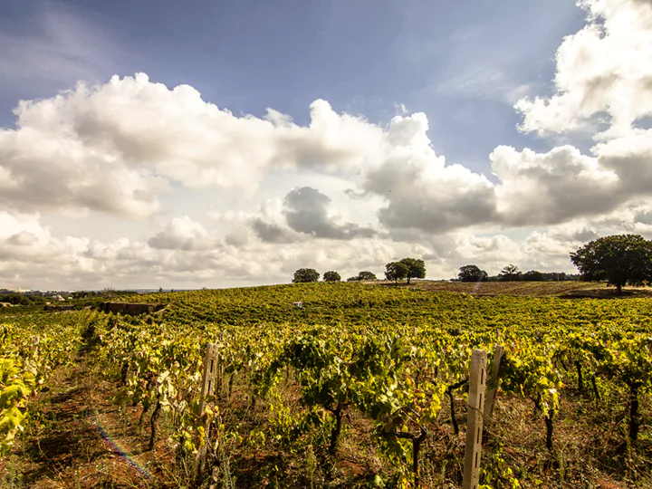 Azienda Agricola Masseria Tagaro