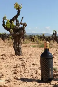 Bodegas Murviedro