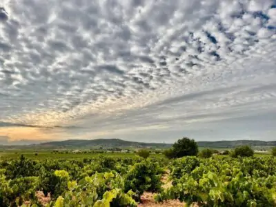Bodegas Murviedro