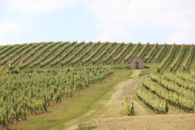 L'Union des Vignerons - La vie est belle