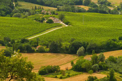 Azienda Vinicola Fazi Battaglia